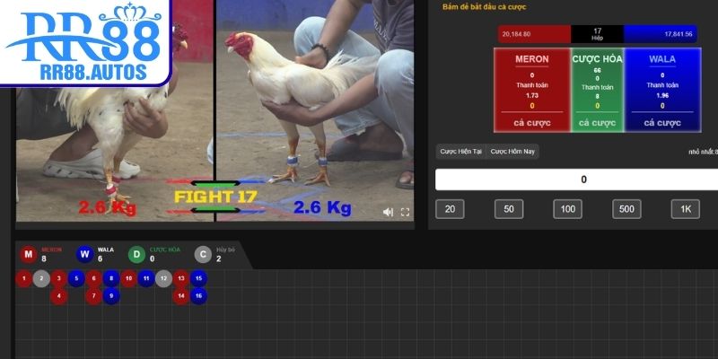 Các hình thức thi đấu đá gà