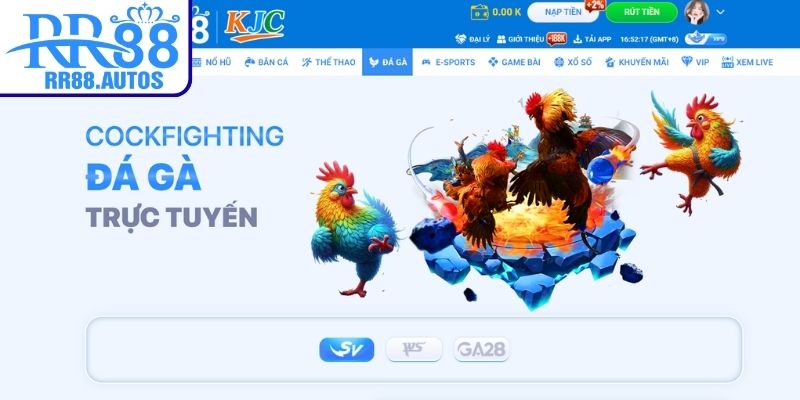 Tổng quan về sảnh đá gà RR88